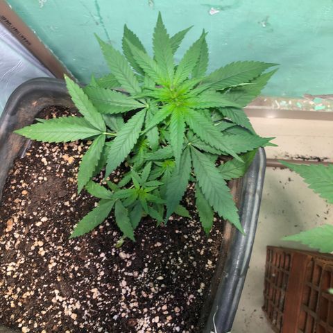 Pren growlog timeline photo