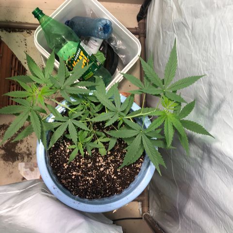 Pren growlog timeline photo