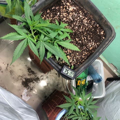 Pren growlog timeline photo