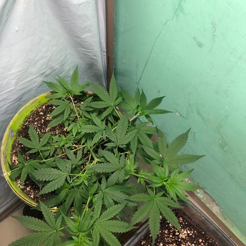 Pren do mal growlog timeline photo