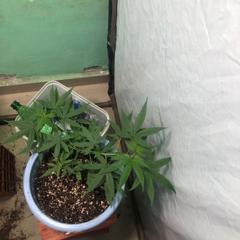 Pren growlog timeline photo