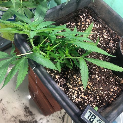 Pren growlog timeline photo