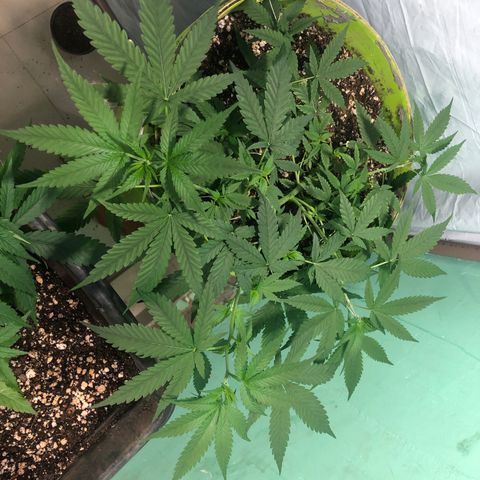 Pren do mal growlog timeline photo