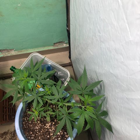 Pren growlog timeline photo