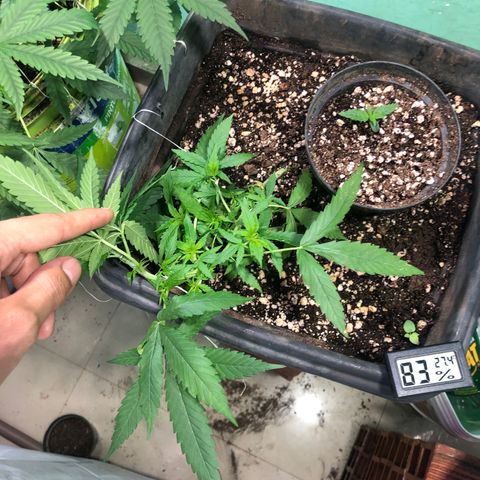 Pren growlog timeline photo