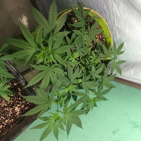 Pren do mal growlog timeline photo