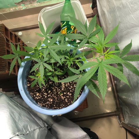 Pren growlog timeline photo