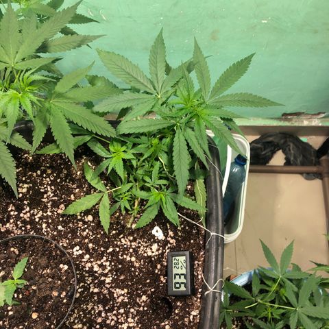 Pren growlog timeline photo