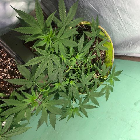 Pren do mal growlog timeline photo