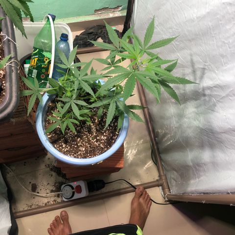Pren growlog timeline photo