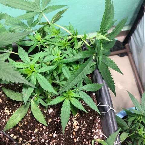 Pren growlog timeline photo