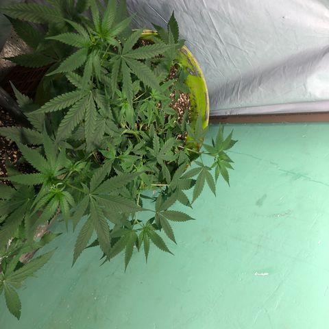 Pren do mal growlog timeline photo