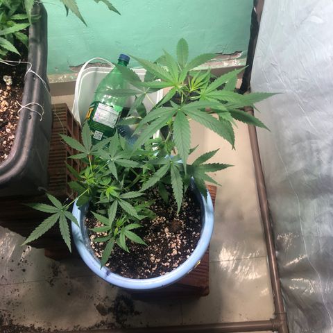 Pren growlog timeline photo