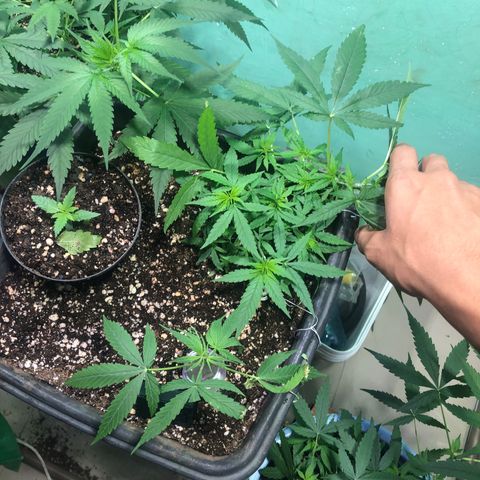 Pren growlog timeline photo