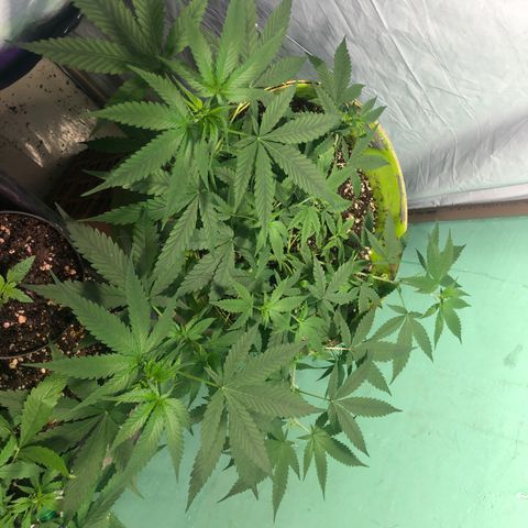 Pren do mal growlog timeline photo