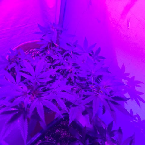 Pren do mal growlog timeline photo