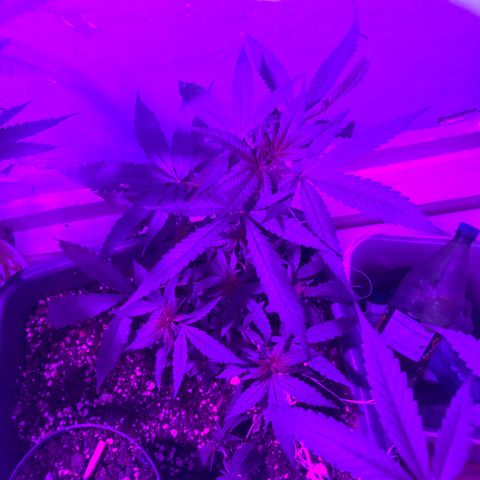 Pren growlog timeline photo