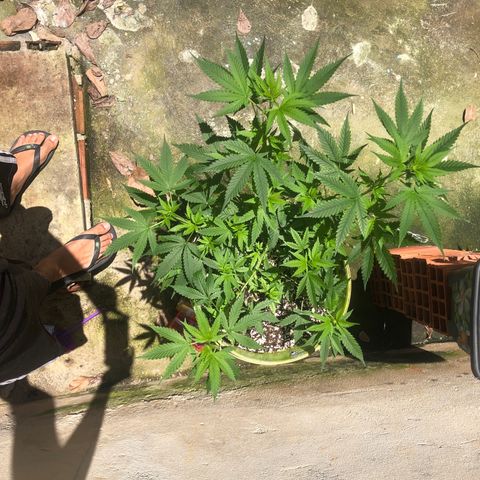 Pren do mal growlog timeline photo
