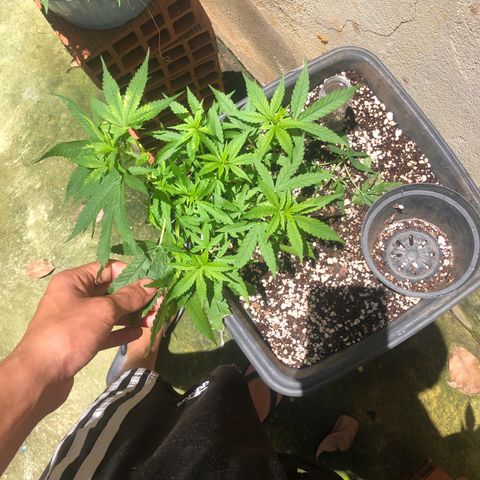 Pren growlog timeline photo