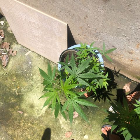 Pren growlog timeline photo