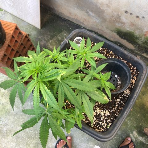 Pren growlog timeline photo
