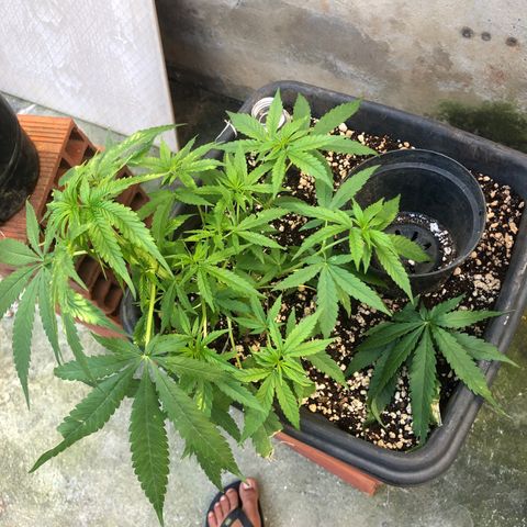 Pren growlog timeline photo