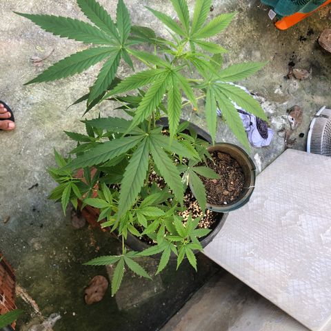 Pren growlog timeline photo