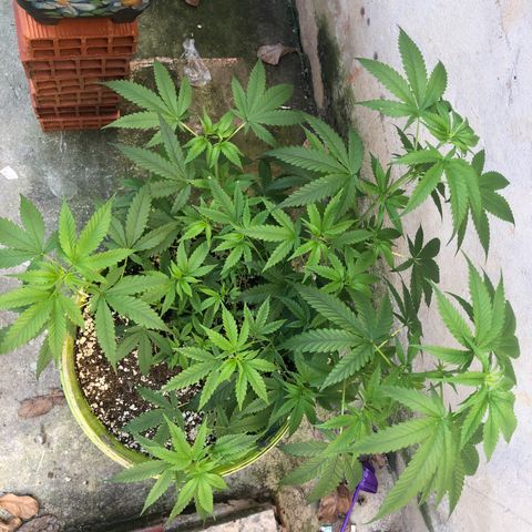 Pren do mal growlog timeline photo