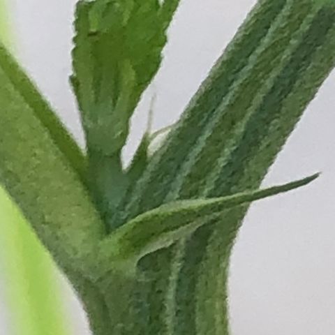 Pren do mal growlog timeline photo