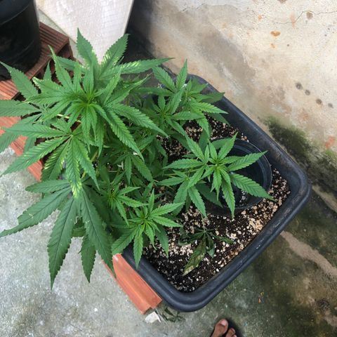 Pren growlog timeline photo