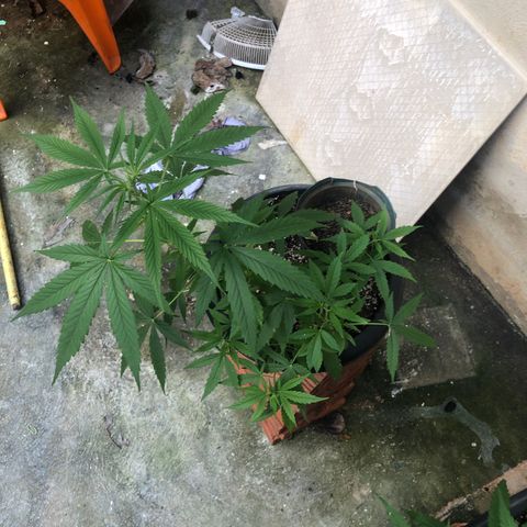 Pren growlog timeline photo