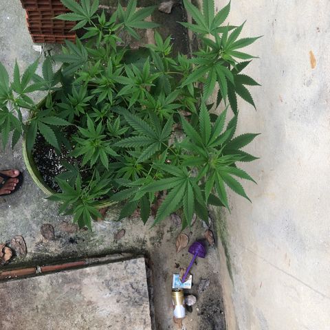 Pren do mal growlog timeline photo