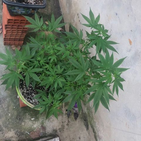 Pren do mal growlog timeline photo