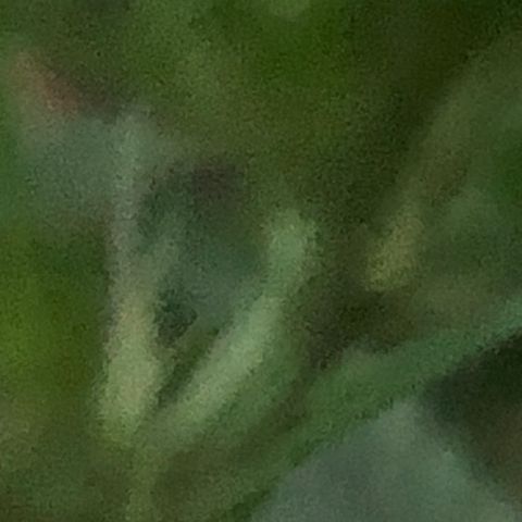 Pren do mal growlog timeline photo