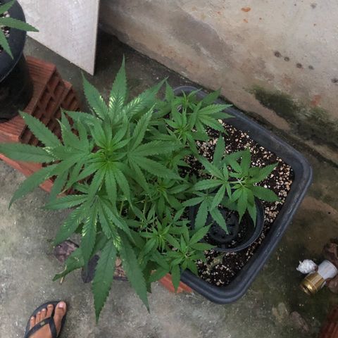 Pren growlog timeline photo