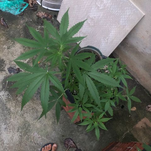 Pren growlog timeline photo