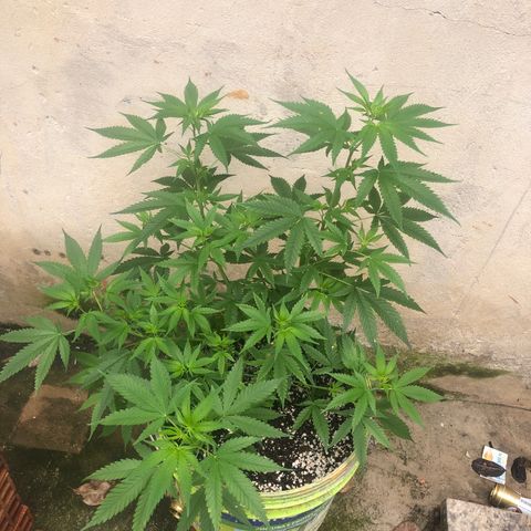 Pren do mal growlog timeline photo