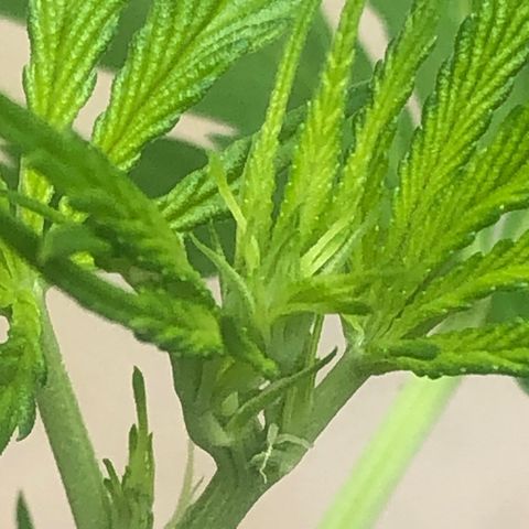 Pren do mal growlog timeline photo