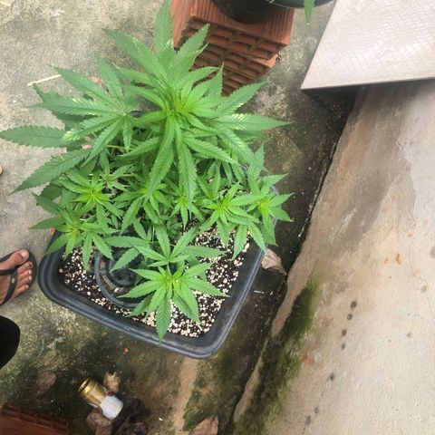Pren growlog timeline photo
