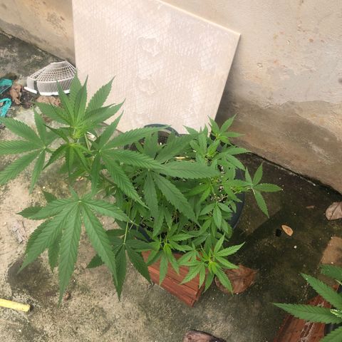 Pren growlog timeline photo