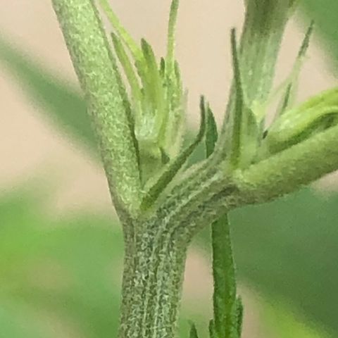 Pren growlog timeline photo