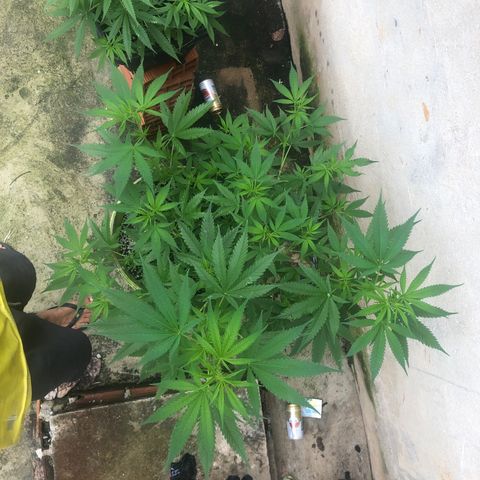 Pren do mal growlog timeline photo
