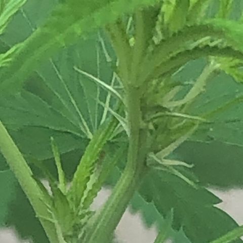 Pren do mal growlog timeline photo
