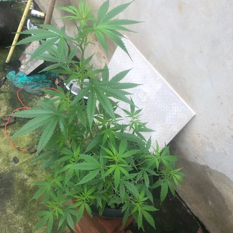 Pren growlog timeline photo