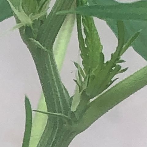 Pren growlog timeline photo