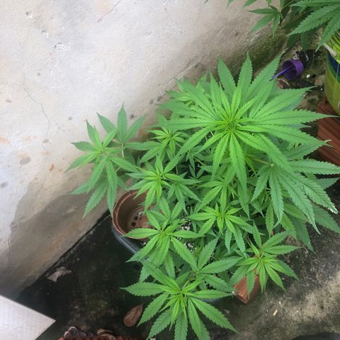Pren growlog timeline photo