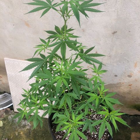 Pren growlog timeline photo