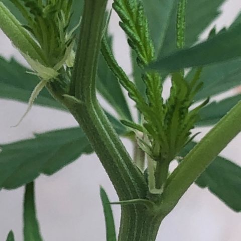 Pren growlog timeline photo