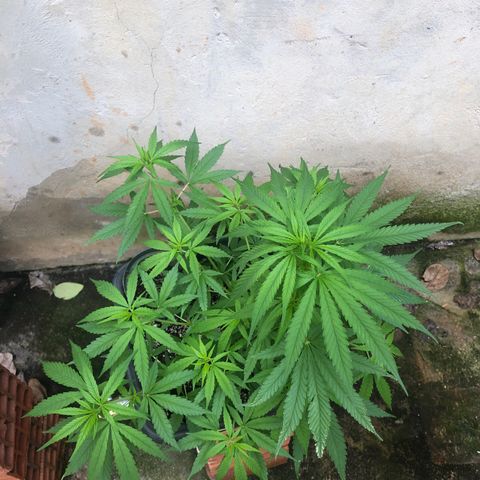 Pren growlog photo: Ainda nn mostrou o sexo 