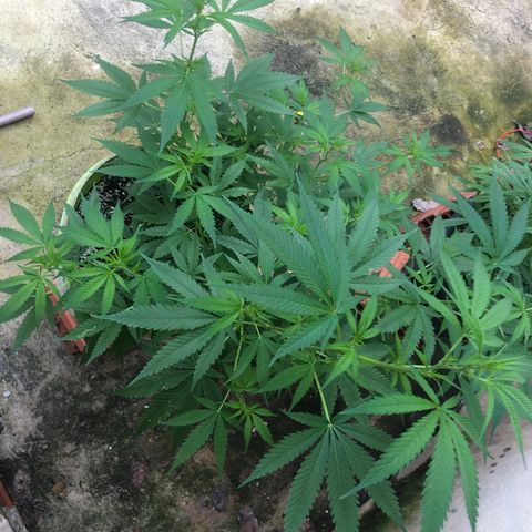Pren do mal growlog timeline photo